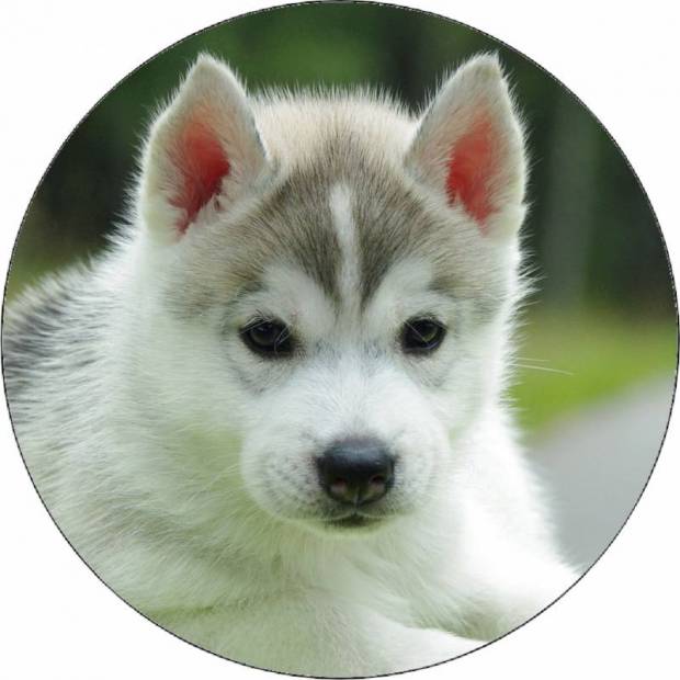 Ehető papír husky kiskutya 19,5 cm